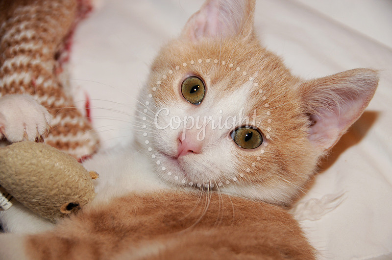 Max - My Beautiful Rescue Kitten, November 2016
